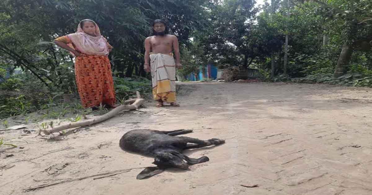 রাজবাড়ীতে খালের মাটি কাটা ভেকু দিয়ে ছাগল হত্যা
