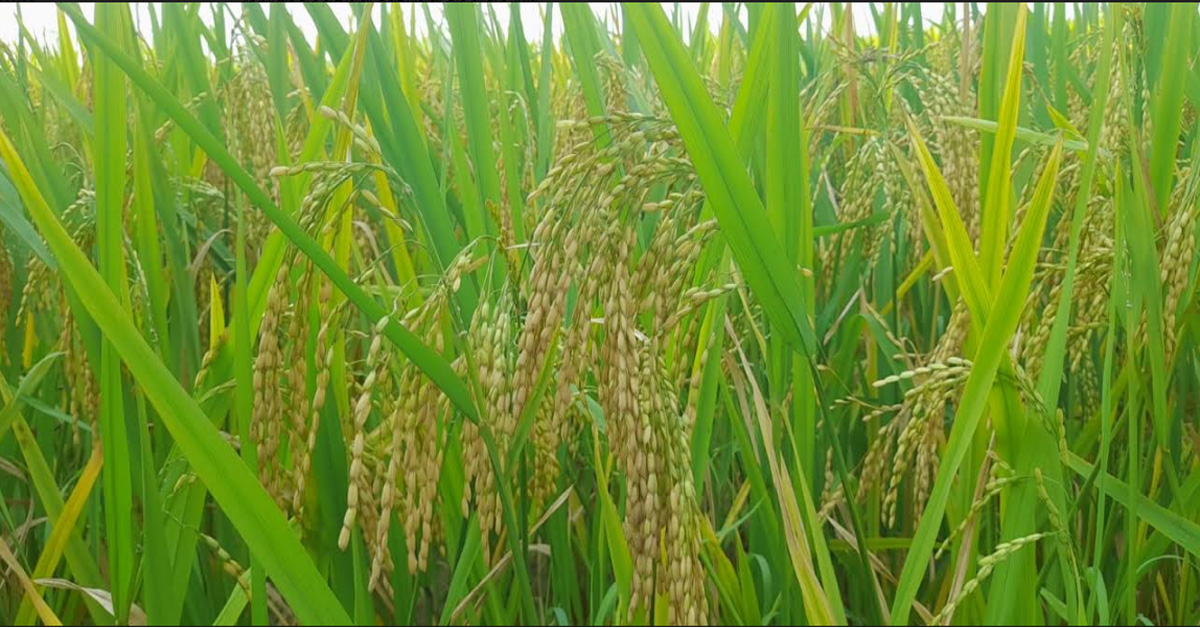 কালাইয়ে ধানের বাম্পার ফলন,দাম নিয়ে হতাশায় কৃষক