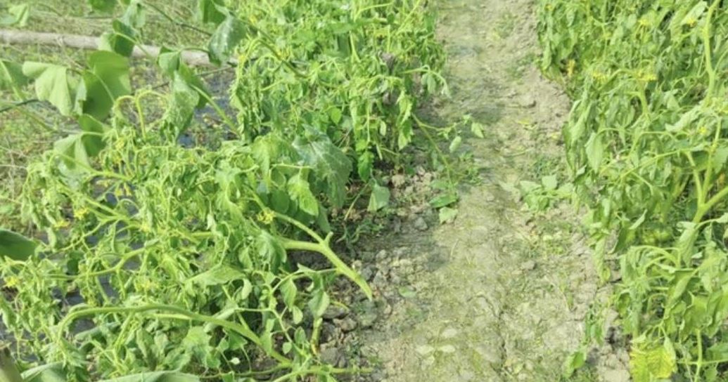 মোল্লাহাটে রাতের আঁধারে কৃষকের ফলন্ত গাছের গোড়া কেটে দিল দুর্বৃত্তরা