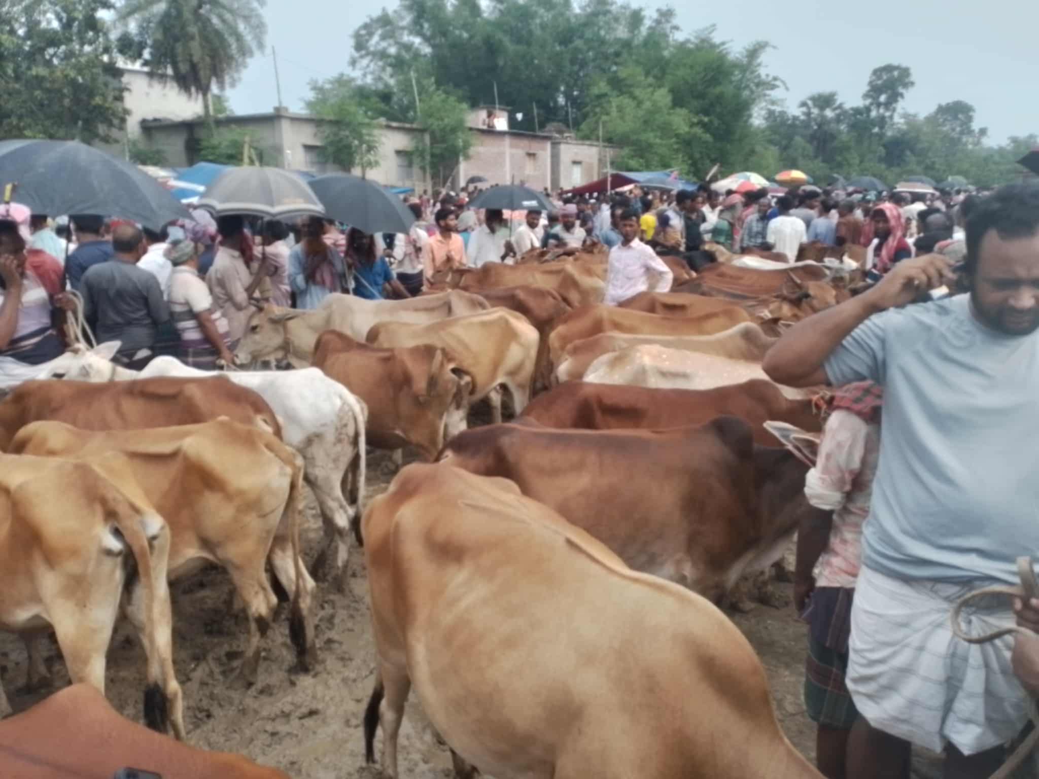 সাপাহার কোরবানীর পশুরহাট ক্রেতা-বিক্রেতার ভিড়ে জমজমাট