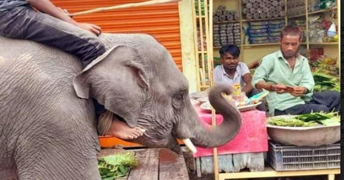 শেরপুরে বাণিজ্য মেলার সার্কাসের হাতি দিয়ে করছে চাঁদাবাজি