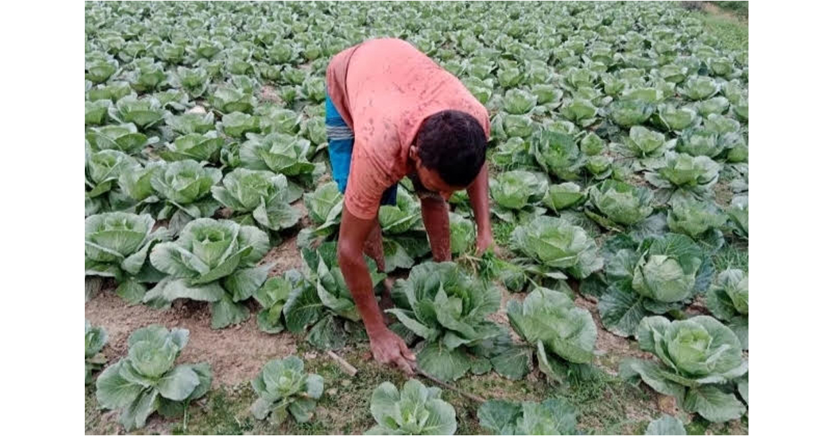 শীতের সবজি গ্রীষ্মে আবাদ করে লাভবান হচ্ছে ঝিনাইদহের চাষিরা