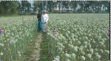 ভাঙ্গায় পেঁয়াজ বীজে স্বপ্ন দুলছে কৃষকদের