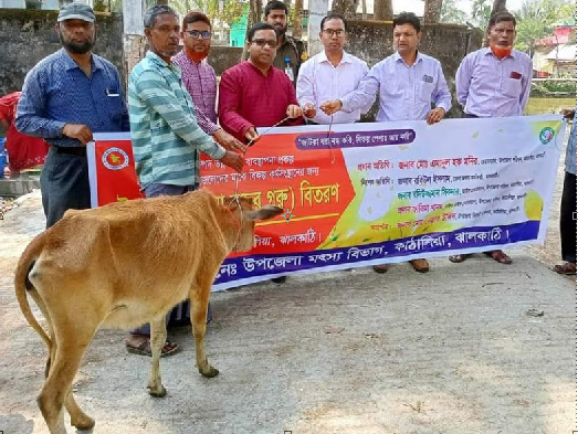 কাঠালিয়ায় জেলেদের মাঝে বকনা বাছুর গরু বিতরণ