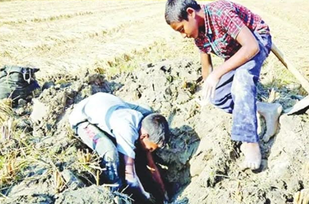 পরিবারের ক্ষুধা নিবারনে ইদুরের গর্ত থেকে ধান সংগ্রহ করেন ভুমিহীন পরিবারের শিশু আব্দুল হাকিম