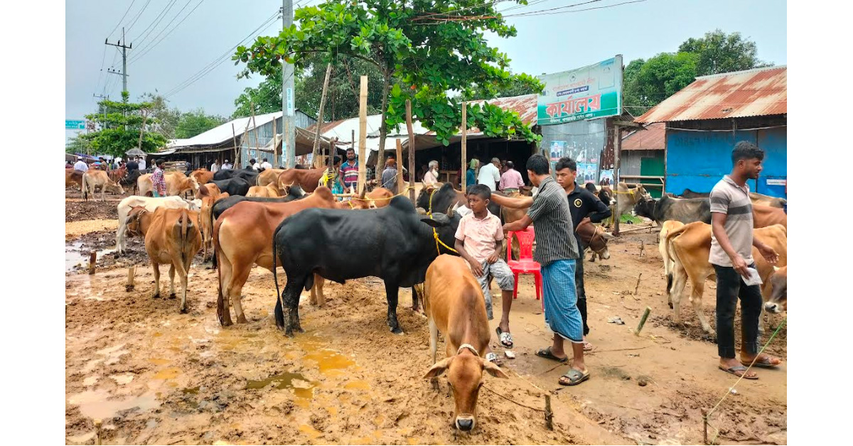 দীঘিনালায় কোরবানীর গরুর হাটে ক্রেতা- ব্যবসায়ী সমাগম কম