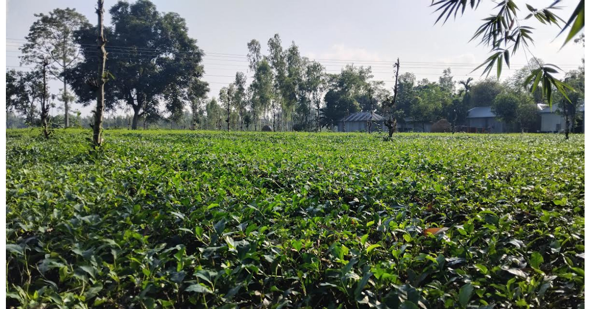 পঞ্চগড়ে চায়ের ন্যায্য দাম না পেয়ে হতাশ চা চাষিরা, নির্বিকার ফ্যাক্টরী কর্তৃপক্ষ ও চা বোর্ড