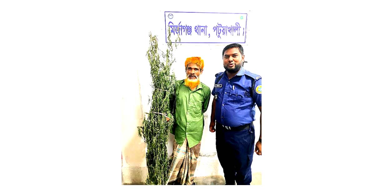 মির্জাগঞ্জে গাঁজার গাছসহ মাদকসেবী ও শ্রমিকলীগ সভাপতি গ্রেফতার।