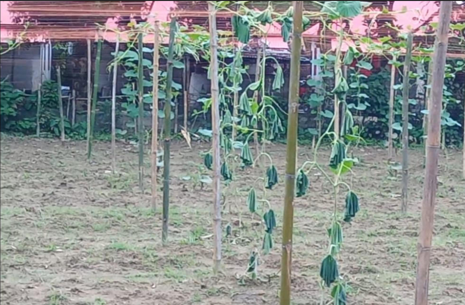 রাণীশংকৈলে কৃষকের ১ বিঘা জমির লাউ গাছ কেটে দিলো দুর্বৃত্তরা