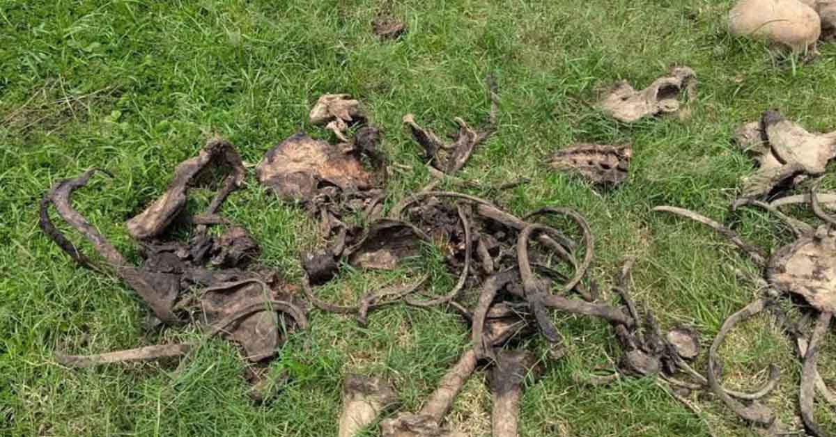 দেওয়ানগঞ্জ উপজেলা বাজারে ময়লার স্তপ থেকে ৪টি মাথার খুলিসহ হাড়গোড় উদ্ধার